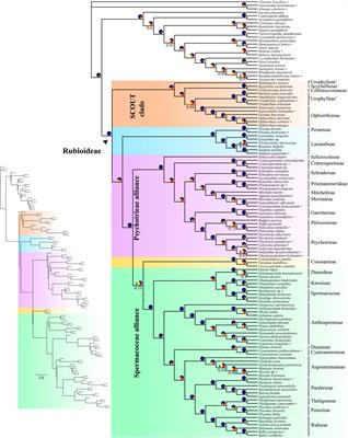 Target capture data resolve recalcitrant relationships in the coffee family (Rubioideae, Rubiaceae)